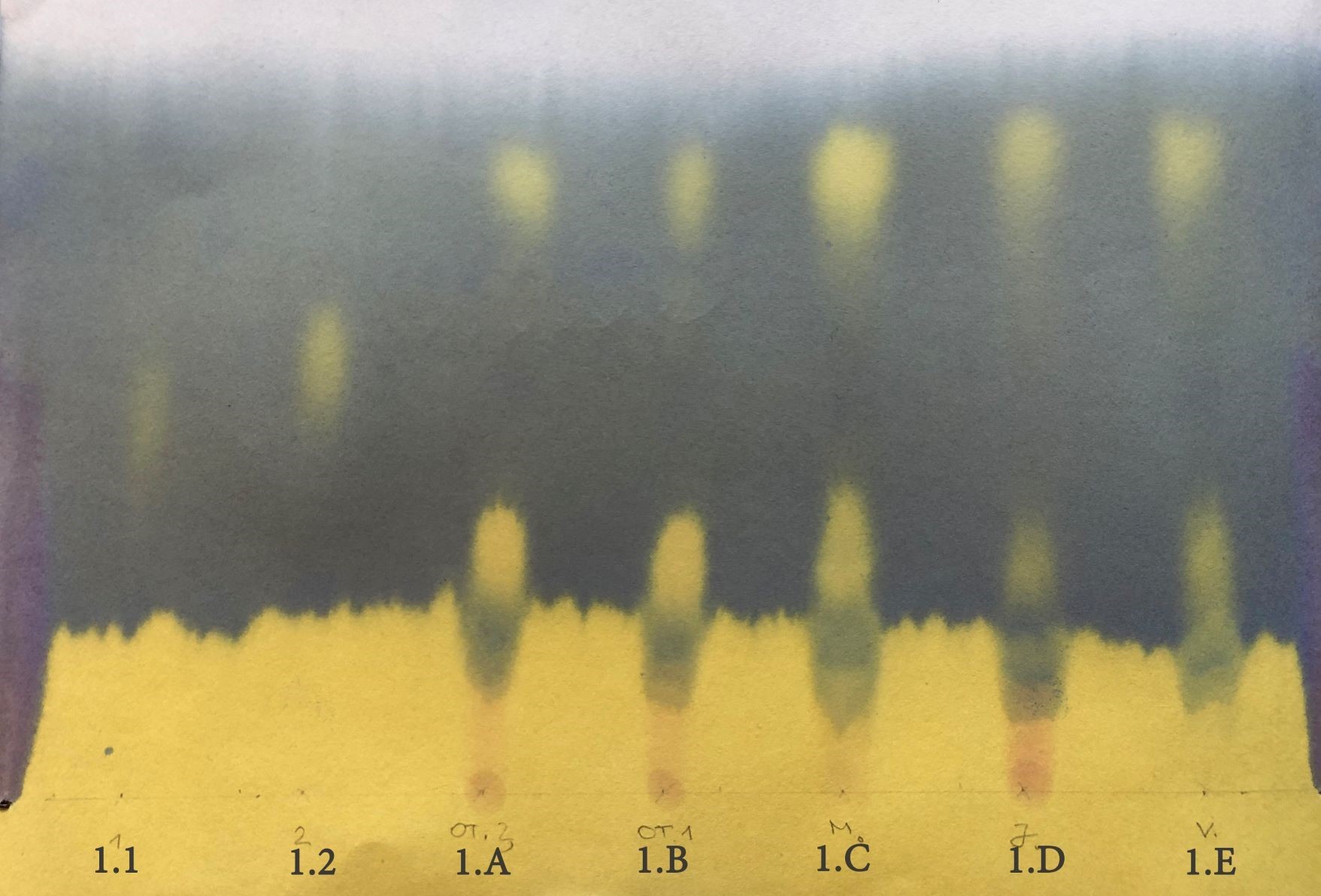 Malolaktinis virsmas - popieriaus chromatografija